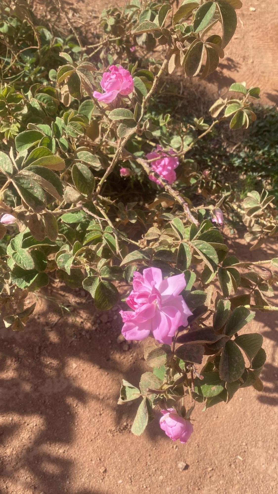 Dar Mgouna Roses Kelaat-M'Gouna Zewnętrze zdjęcie